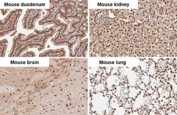 Immunohistochemistry-Paraffin: ADK Antibody [NBP2-15291] - ADK antibody detects ADK protein by immunohistochemical analysis.Sample: Paraffin-embedded mouse tissues.ADK stained by ADK antibody (NBP2-15291) diluted at 1:500.Antigen Retrieval: Citrate buffer, pH 6.0, 15 min