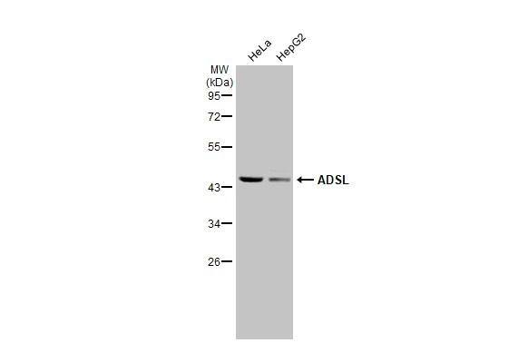 Various whole cell extracts (30 ug) were separated by 10% SDS-PAGE, and the membrane was blotted with ADSL antibody [N3C3] (NBP2-15296) diluted at 1:1000. The HRP-conjugated anti-rabbit IgG antibody  was used to detect the primary antibody. 