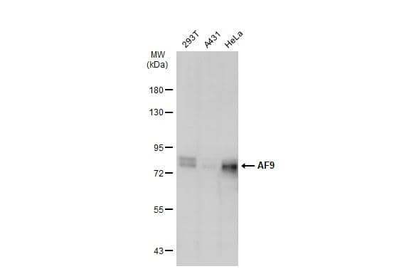 Various whole cell extracts (30 ug) were separated by 7.5% SDS-PAGE, and the membrane was blotted with AF9 antibody (NBP2-15303) diluted at 1:3000. The HRP-conjugated anti-rabbit IgG antibody  was used to detect the primary antibody. 