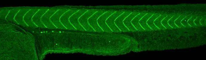 Immunohistochemistry Aldehyde Dehydrogenase 1-A1/ALDH1A1 Antibody