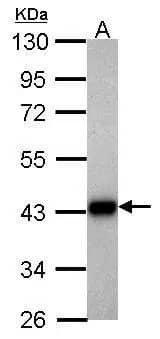 Western Blot: Aldolase B Antibody [NBP2-15345] - Sample (30 ug of whole cell lysate)  A: zebrafish eye  10% SDS PAGE  NBP2-15345 diluted at 1:1000 