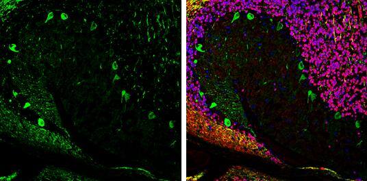 Aldolase C antibody [N1C1] detects Aldolase C protein expression by immunohistochemical analysis.Sample: Frozen-sectioned adult mouse cerebellum. Green: Aldolase C protein stained by Aldolase C antibody [N1C1] (NBP2-15346) diluted at 1:250.Red: NeuN, stained by NeuN antibody [2Q158]  diluted at 1:500.Blue: Fluoroshield with DAPI . 