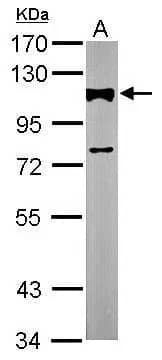 Western Blot: Alpha Actinin 2 Antibody [NBP2-15355] - Sample (10 ug of whole cell lysate)  A: adult zebrafish  7.5% SDS PAGE  NBP2-15355 diluted at 1:3000 