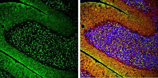 alpha Synuclein antibody detects alpha Synuclein protein expression by immunohistochemical analysis.Sample: Frozen-sectioned adult mouse cerebellum. Green: alpha Synuclein protein stained by alpha Synuclein antibody (NBP2-15365) diluted at 1:250.Red: beta Tubulin 3/ TUJ1, stained by beta Tubulin 3/ TUJ1 antibody [GT11710]  diluted at 1:500.Blue: Fluoroshield with DAPI . 