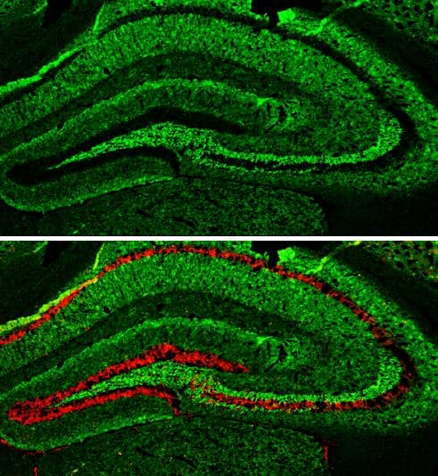 alpha Synuclein antibody detects alpha Synuclein protein expression by immunohistochemical analysis.Sample: Frozen-sectioned adult mouse hippocampus. Green: alpha Synuclein protein stained by alpha Synuclein antibody (NBP2-15365) diluted at 1:250.Red: NeuN, stained by NeuN antibody [2Q158]  diluted at 1:500. 