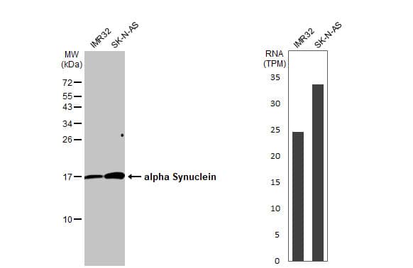 Various whole cell extracts (30 ug) were separated by 15% SDS-PAGE, and the membrane was blotted with alpha Synuclein antibody (NBP2-15365) diluted at 1:1000. The HRP-conjugated anti-rabbit IgG antibody  was used to detect the primary antibody. Corresponding RNA expression data for the same cell lines are based on Human Protein Atlas program. 