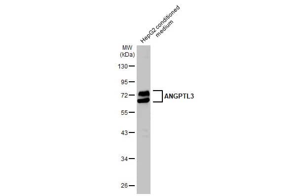 Western Blot: Angiopoietin-like Protein 3/ANGPTL3 Antibody [NBP2-15390] - HepG2 whole cell extract and conditioned medium (30 ug) was separated by 10% SDS-PAGE, and the membrane was blotted with Angiopoietin-like Protein 3/ANGPTL3 antibody (NBP2-15390) diluted at 1:500. The HRP-conjugated anti-rabbit IgG antibody  was used to detect the primary antibody.