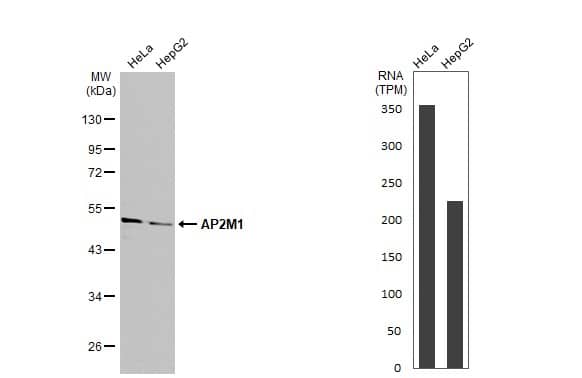Various whole cell extracts (30 ug) were separated by 10% SDS-PAGE, and the membrane was blotted with AP2M1 antibody (NBP2-15418) diluted at 1:1000. The HRP-conjugated anti-rabbit IgG antibody  was used to detect the primary antibody. Corresponding RNA expression data for the same cell lines are based on Human Protein Atlas program. 