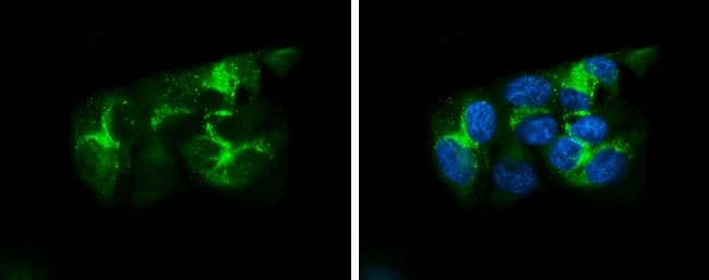 Immunocytochemistry/ Immunofluorescence Apolipoprotein A-I/ApoA1 Antibody - BSA Free