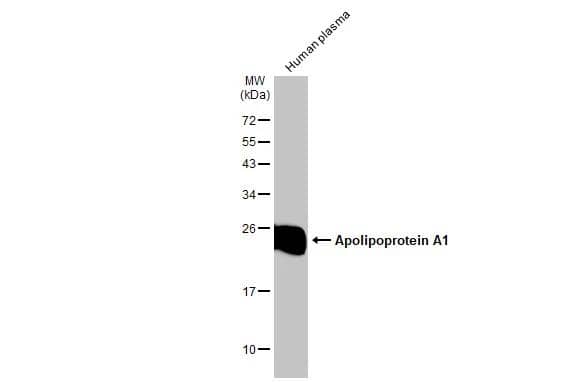 Western Blot Apolipoprotein A-I/ApoA1 Antibody - BSA Free