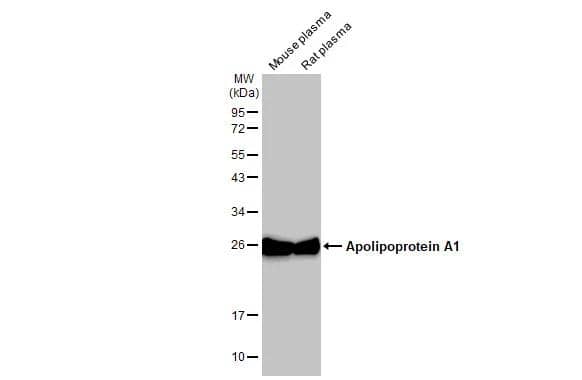 Western Blot Apolipoprotein A-I/ApoA1 Antibody - BSA Free