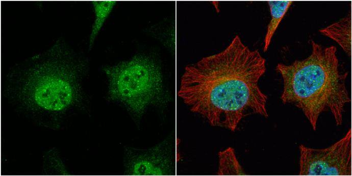 Immunocytochemistry/ Immunofluorescence ARHGEF3 Antibody - BSA Free