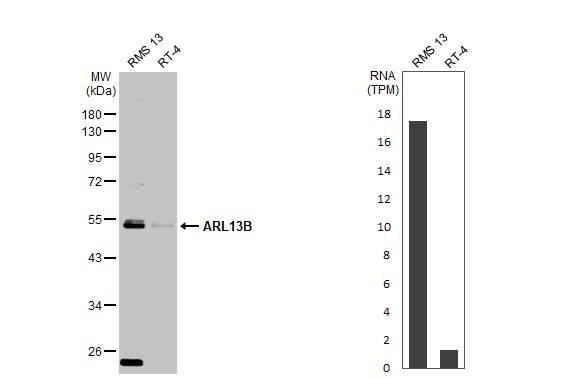 Various whole cell extracts (30 ug) were separated by 10% SDS-PAGE, and the membrane was blotted with ARL13B antibody (NBP2-15463) diluted at 1:1000. The HRP-conjugated anti-rabbit IgG antibody  was used to detect the primary antibody. Corresponding RNA expression data for the same cell lines are based on Human Protein Atlas program. 