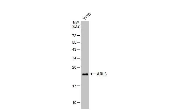 Western Blot: ARL3 Antibody [NBP2-15464] - Whole cell extract (30 ug) was separated by 12% SDS-PAGE, and the membrane was blotted with ARL3 antibody [N1C3] (NBP2-15464) diluted at 1:1000. The HRP-conjugated anti-rabbit IgG antibody  was used to detect the primary antibody, and the signal was developed with Trident ECL plus-Enhanced.