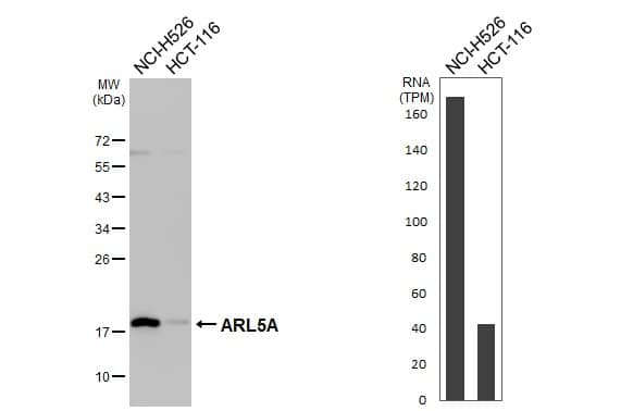 Various whole cell extracts (30 ug) were separated by 12% SDS-PAGE, and the membrane was blotted with ARL5A antibody (NBP2-15465) diluted at 1:1000. The HRP-conjugated anti-rabbit IgG antibody  was used to detect the primary antibody. Corresponding RNA expression data are based on Human Protein Atlas program. 