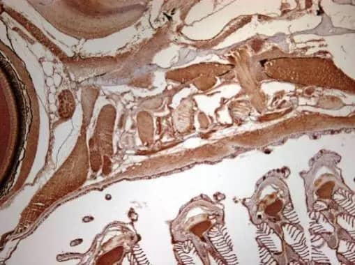 Immunohistochemistry ARPC1A Antibody - BSA Free