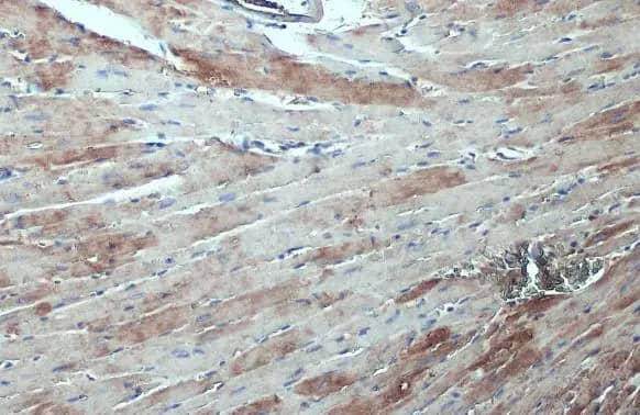 Immunohistochemistry-Paraffin: ASAH1 Antibody [NBP2-15479] - ASAH1 antibody detects ASAH1 protein at cytoplasm by immunohistochemical analysis.Sample: Paraffin-embedded mouse heart.ASAH1 stained by ASAH1 antibody (NBP2-15479) diluted at 1:500.Antigen Retrieval: Citrate buffer, pH 6.0, 15 min