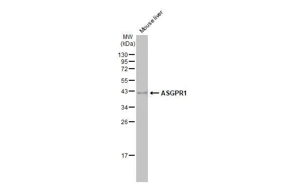Mouse tissue extract (50 ug) was separated by 12% SDS-PAGE, and the membrane was blotted with ASGPR1 antibody [N1C3] (NBP2-15489) diluted at 1:1000. The HRP-conjugated anti-rabbit IgG antibody  was used to detect the primary antibody. 