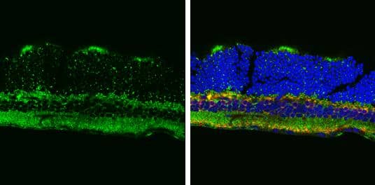 ATP5A1 antibody [C2C3], C-term detects ATP5A1 protein by immunohistochemical analysis.Sample: Frozen sectioned adult mouse retina. Green: ATP5A1 protein stained by ATP5A1 antibody [C2C3], C-term (NBP2-15512) diluted at 1:250.Red: Protein kinase C alpha staining.Blue: Fluoroshield with DAPI . 