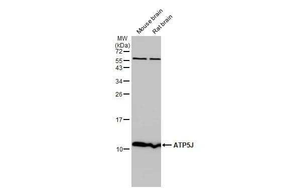 Various tissue extracts (50 ug) were separated by 15% SDS-PAGE, and the membrane was blotted with ATP5J antibody (NBP2-15514) diluted at 1:1000. The HRP-conjugated anti-rabbit IgG antibody  was used to detect the primary antibody. 