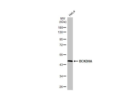 Whole cell extract (30 ug) was separated by 10% SDS-PAGE, and the membrane was blotted with BCKDHA antibody [C1C3] (NBP2-15552) diluted at 1:1000. The HRP-conjugated anti-rabbit IgG antibody  was used to detect the primary antibody. 