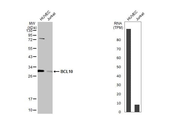 Various whole cell extracts (30 ug) were separated by 12% SDS-PAGE, and the membrane was blotted with BCL10 antibody (NBP2-15554) diluted at 1:1000. The HRP-conjugated anti-rabbit IgG antibody  was used to detect the primary antibody. Corresponding RNA expression data for the same cell lines are based on Human Protein Atlas program. 