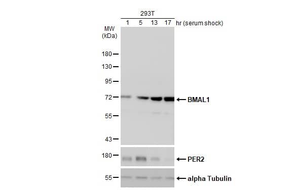 <b>Biological Strategies Validation. </b>Western Blot: BMAL1 Antibody [NBP2-15599] - Treated 293T whole cell extracts (30 ug) were separated by 7.5% SDS-PAGE, and the membranes were blotted with BMAL1 antibody [N1N3]  and PER2 antibody  diluted at 1:500. The HRP-conjugated anti-rabbit IgG antibody  was used to detect the primary antibody.