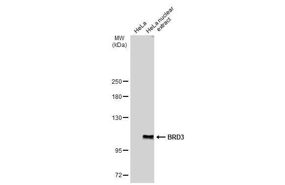 Western Blot: BRD3 Antibody [NBP2-15612] - HeLa whole cell and nuclear extracts (30 ug) were separated by 5% SDS-PAGE, and the membrane was blotted with BRD3 antibody (NBP2-15612) diluted at 1:1000. The HRP-conjugated anti-rabbit IgG antibody  was used to detect the primary antibody.