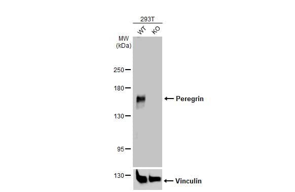 Western Blot: BRPF1 Antibody [NBP2-15620] - Wild-type (WT) and Peregrin knockout (KO) 293T cell extracts (30 ug) were separated by 5% SDS-PAGE, and the membrane was blotted with Peregrin antibody [N1N2], N-term  diluted at 1:1500. The HRP-conjugated anti-rabbit IgG antibody  was used to detect the primary antibody.