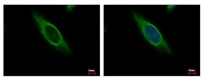 Immunocytochemistry/ Immunofluorescence CAB39 Antibody - BSA Free