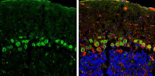 CDH11 antibody detects CDH11 Protein expression by immunohistochemical analysis.Sample: Frozen-sectioned adult mouse cerebellum. Green: CDH11 stained by CDH11 antibody (NBP2-15661) diluted at 1:250.Red: NF-H, stained by NF-H antibody [GT114]  diluted at 1:500.Blue: Fluoroshield with DAPI . br>Antigen Retrieval: Citrate buffer, pH 6.0, 10 min 