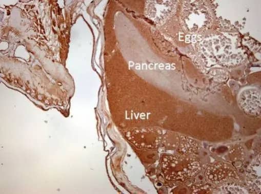 Immunohistochemistry: Calpain 1 Antibody [NBP2-15670] - Immunohistochemical analysis of paraffin-embedded zebrafish tissue, using Calpain 1 antibody (NBP2-15670) at 1:300 dilution.