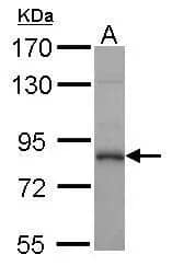Western Blot: Calpain 1 Antibody [NBP2-15670] - Sample (30 ug of whole cell lysate)  A: whole zebrafish   7.5% SDS PAGE  NBP2-15670 diluted at 1:1000 