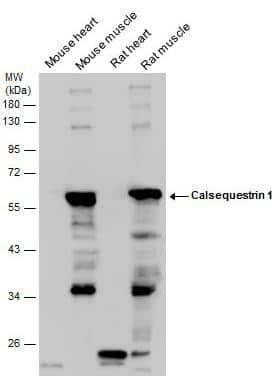  Calsequestrin 1 Antibody [NBP2-15682] - Various tissue extracts (50 ug) were separated by 10% SDS-PAGE, and the membrane was blotted with Calsequestrin 1 antibody diluted at 1:1000.