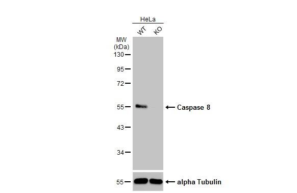 <b>Genetic Strategies Validation. </b>Wild-type (WT) and CASP8 (KO) HeLa cell extracts (30 ug) were separated by 10% SDS-PAGE, and the membrane was blotted with Caspase 8 antibody (NBP2-15722) diluted at 1:2000. The HRP-conjugated anti-rabbit IgG antibody  was used to detect the primary antibody. 