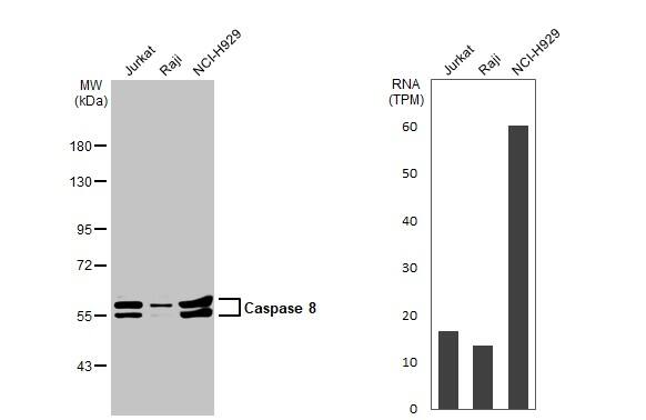 Various whole cell extracts (30 ug) were separated by 7.5% SDS-PAGE, and the membrane was blotted with Caspase 8 antibody (NBP2-15722) diluted at 1:1000. The HRP-conjugated anti-rabbit IgG antibody  was used to detect the primary antibody. Corresponding RNA expression data for the same cell lines are based on Human Protein Atlas program. 