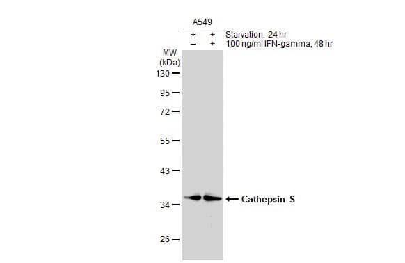 Western Blot: Cathepsin S Antibody [NBP2-15727] - Untreated (-) and treated (+) A549 whole cell extracts (30 ug) were separated by 10% SDS-PAGE, and the membrane was blotted with Cathepsin S antibody (NBP2-15727) diluted at 1:1000. The HRP-conjugated anti-rabbit IgG antibody  was used to detect the primary antibody.