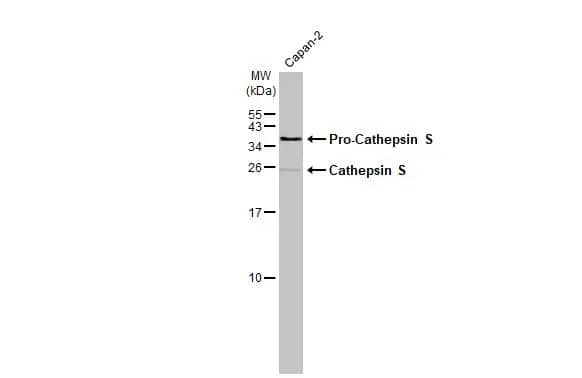 Western Blot: Cathepsin S Antibody [NBP2-15727] - Whole cell extract (30 ug) was separated by 15% SDS-PAGE, and the membrane was blotted with Cathepsin S antibody (NBP2-15727) diluted at 1:1000. The HRP-conjugated anti-rabbit IgG antibody  was used to detect the primary antibody, and the signal was developed with Trident ECL plus-Enhanced.