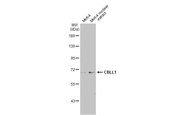 Molt-4 whole cell and nuclear extracts (30 ug) were separated by 7.5% SDS-PAGE, and the membrane was blotted with CBLL1 antibody [N1N3] (NBP2-15731) diluted at 1:5000. The HRP-conjugated anti-rabbit IgG antibody  was used to detect the primary antibody, and the signal was developed with Trident ECL plus-Enhanced. 