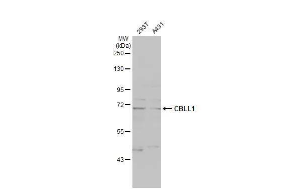 Various whole cell extracts (30 ug) were separated by 7.5% SDS-PAGE, and the membrane was blotted with CBLL1 antibody [N1N3] (NBP2-15731) diluted at 1:5000. The HRP-conjugated anti-rabbit IgG antibody  was used to detect the primary antibody. 
