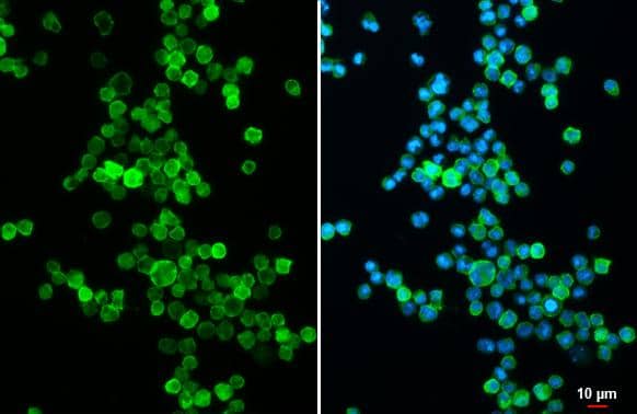 CD19 antibody [C1C3] detects CD19 protein at cell membrane by immunofluorescent analysis.Sample: Raji cells were fixed in 4% paraformaldehyde at RT for 15 min.Green: CD19 stained by CD19 antibody [C1C3] (NBP2-15782) diluted at 1:500.Blue: Fluoroshield with DAPI . 