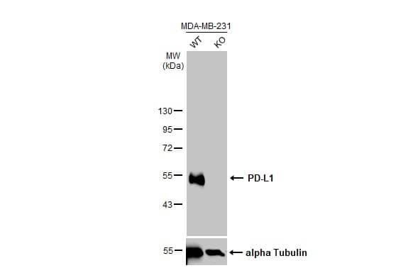 <b>Genetic Strategies Validation. </b>Western Blot: PD-L1 Antibody [NBP2-15791] - Wild-type (WT) and PD-L1 knockout (KO) MDA-MB-231 cell extracts (30 ug) were separated by 10% SDS-PAGE, and the membrane was blotted with PD-L1 antibody  diluted at 1:4000. The HRP-conjugated anti-rabbit IgG antibody  was used to detect the primary antibody.