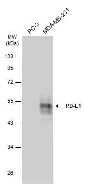 Western Blot: PD-L1 Antibody [NBP2-15791] - Various whole cell extracts (30 ug) were separated by 10% SDS-PAGE, and the membrane was blotted with PD-L1 antibody (NBP2-15791) diluted at 1:2000. The HRP-conjugated anti-rabbit IgG antibody  was used to detect the primary antibody, and the signal was developed with Trident ECL plus-Enhanced.