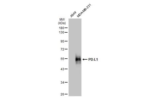 Western Blot: PD-L1 Antibody [NBP2-15791] - Various whole cell extracts (30 ug) were separated by 10% SDS-PAGE, and the membrane was blotted with PD-L1 antibody (NBP2-15791) diluted at 1:2000. The HRP-conjugated anti-rabbit IgG antibody  was used to detect the primary antibody.