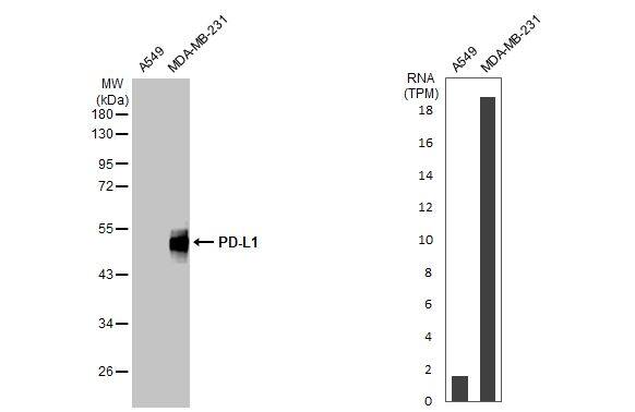 Various whole cell extracts (30 ug) were separated by 10% SDS-PAGE, and the membrane was blotted with PD-L1 antibody (NBP2-15791) diluted at 1:2000. The HRP-conjugated anti-rabbit IgG antibody  was used to detect the primary antibody. Corresponding RNA expression data for the same cell lines are based on Human Protein Atlas program. 
