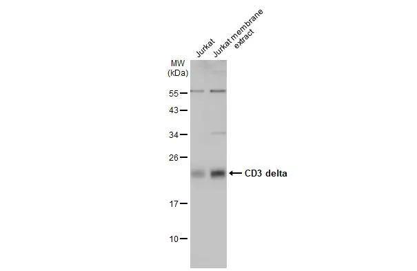Jurkat whole cell and membrane extracts (30 ug) were separated by 12% SDS-PAGE, and the membrane was blotted with CD3 delta antibody (NBP2-15795) diluted at 1:10000. The HRP-conjugated anti-rabbit IgG antibody  was used to detect the primary antibody, and the signal was developed with Trident ECL plus-Enhanced. 