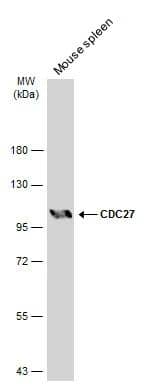 Mouse tissue extract (50 ug) was separated by 7.5% SDS-PAGE, and the membrane was blotted with CDC27 antibody (NBP2-15829) diluted at 1:500. The HRP-conjugated anti-rabbit IgG antibody  was used to detect the primary antibody, and the signal was developed with Trident ECL plus-Enhanced. 
