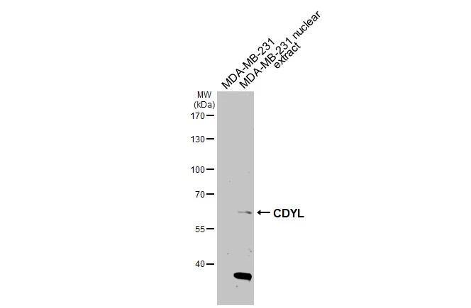 Western Blot CDYL Antibody - BSA Free