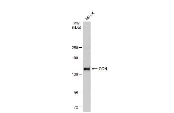 Western Blot: Cingulin Antibody [NBP2-15904] - Whole cell extract (30 ug) was separated by 5% SDS-PAGE, and the membrane was blotted with Cingulin antibody (NBP2-15904) diluted at 1:1000. The HRP-conjugated anti-rabbit IgG antibody  was used to detect the primary antibody.