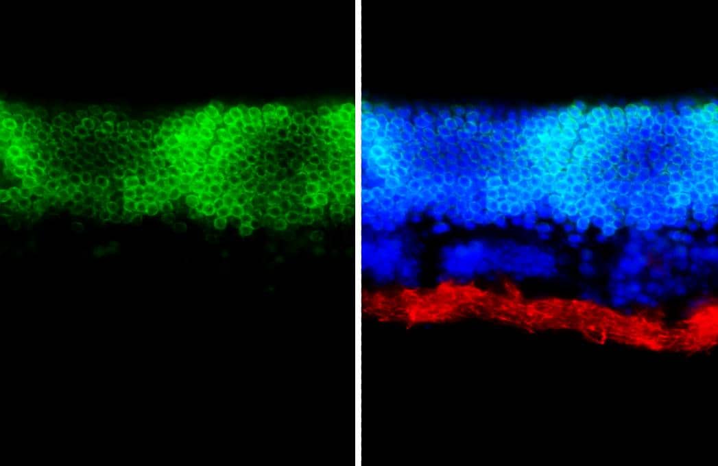 CORD2 antibody detects CORD2 protein by immunohistochemical analysis.Sample: Frozen-sectioned mouse eye.Green: CORD2 stained by CORD2 antibody (NBP2-15964) diluted at 1:500.Red: beta Tubulin 3/ Tuj1 antibody [GT11710]  diluted at 1:500.Blue: Hoechst 33342 staining. 